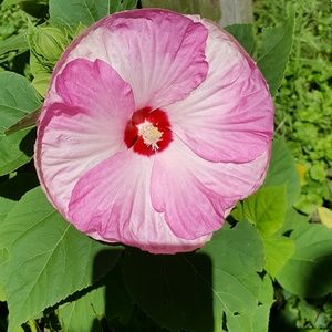 Meet your Posher, Jan